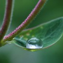 005 Wilfried Goerlich